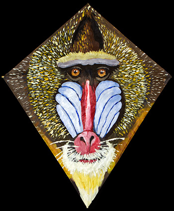 Mandrill Kite 1