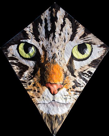 Cat Kite 1
