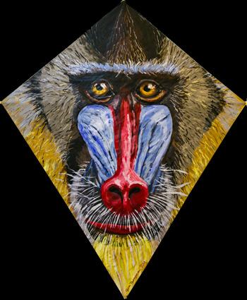 Mandrill Kite 4
